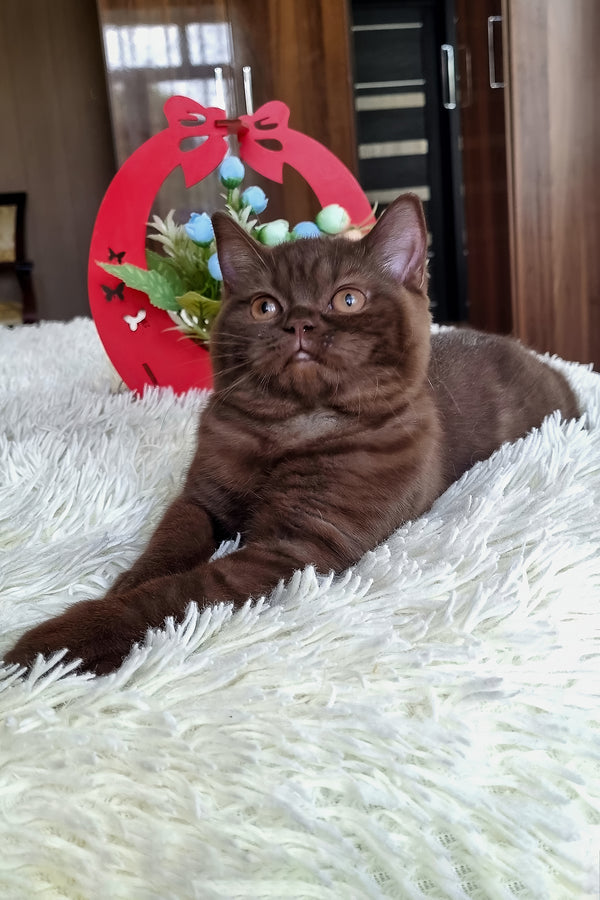 Tina | British Shorthair Kitten
