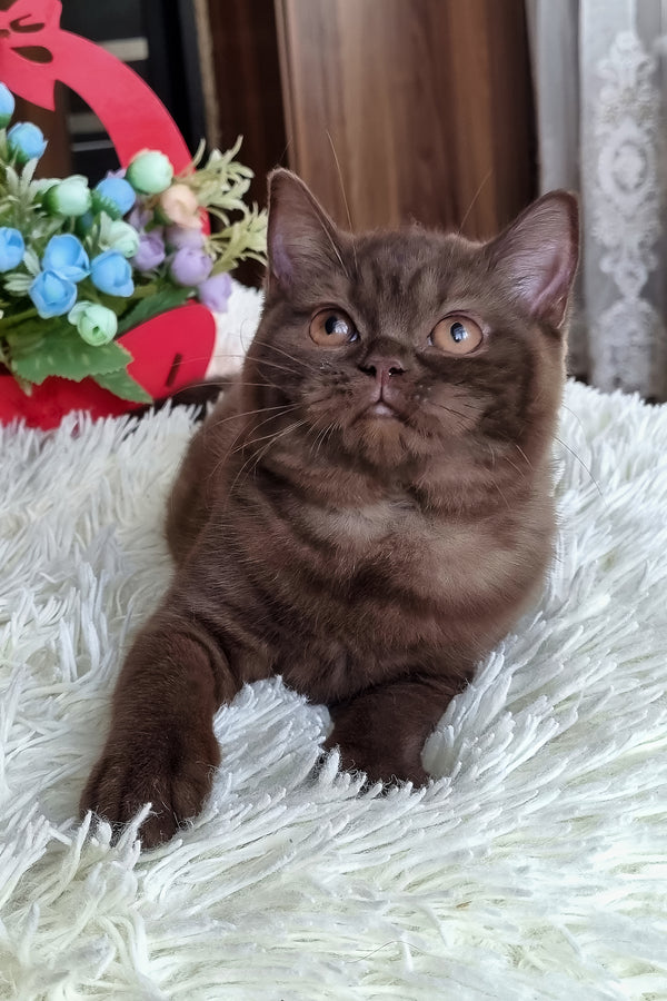 Tina | British Shorthair Kitten