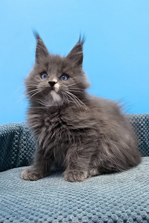 Toby | Maine Coon Kitten