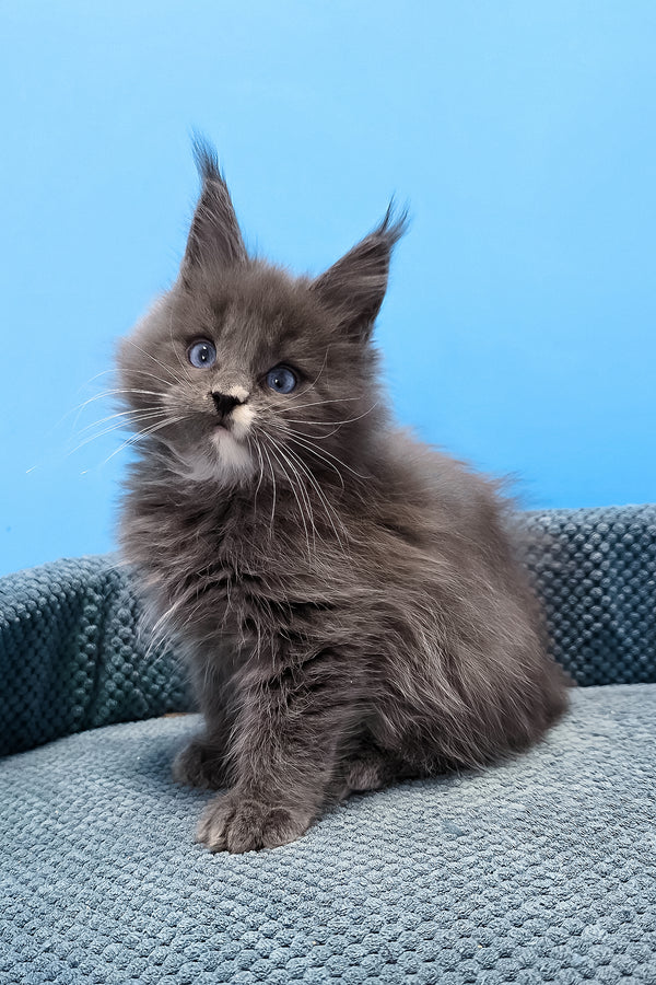 Toby | Maine Coon Kitten