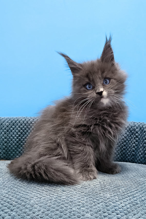 Toby | Maine Coon Kitten