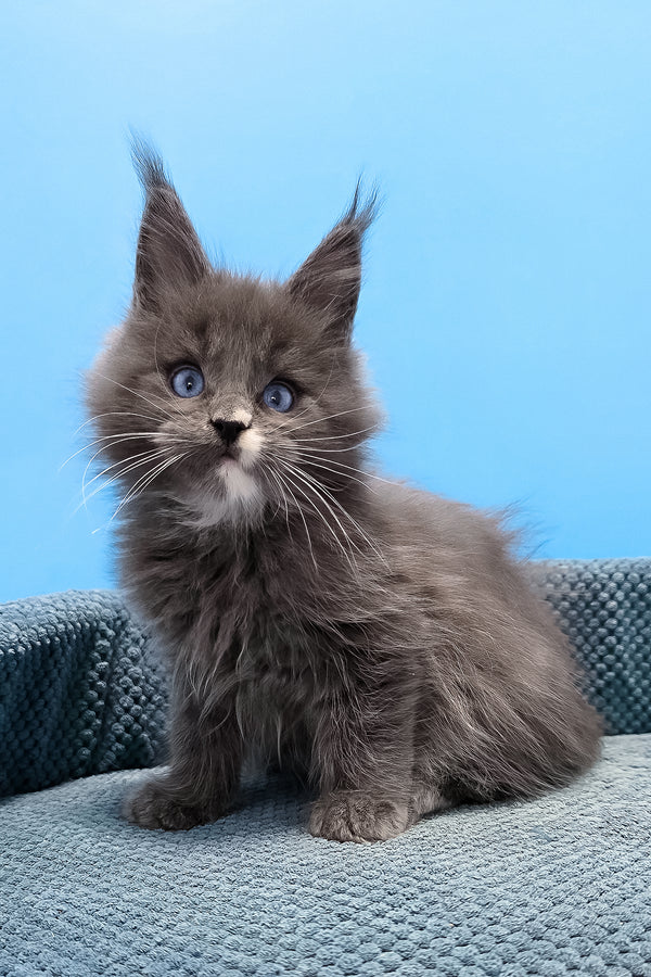 Toby | Maine Coon Kitten