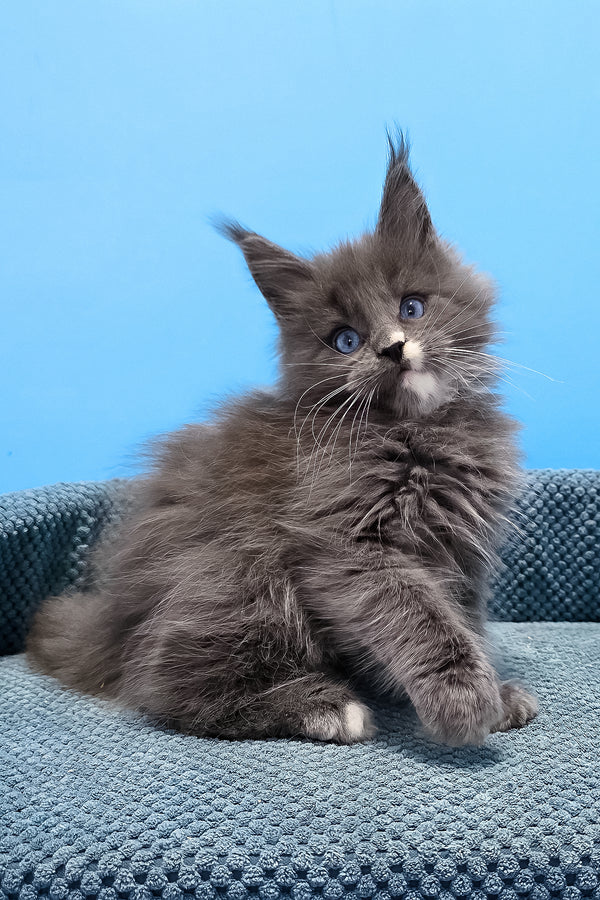 Toby | Maine Coon Kitten
