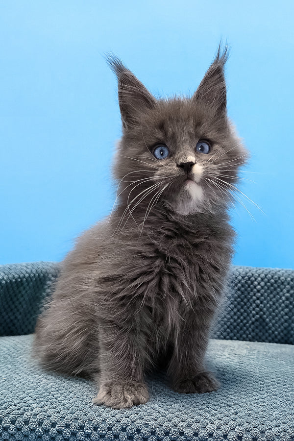 Toby | Maine Coon Kitten