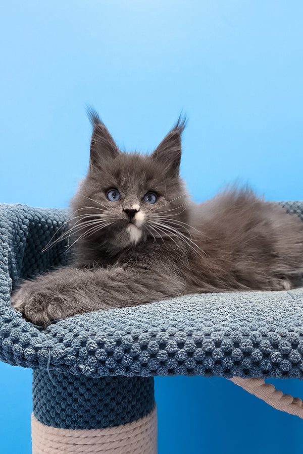 Toby | Maine Coon Kitten