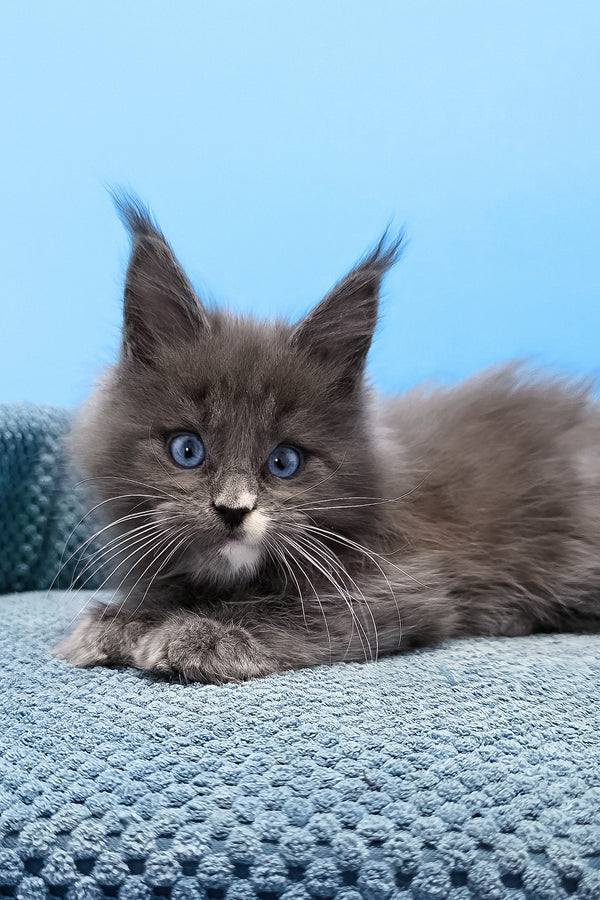 Toby | Maine Coon Kitten