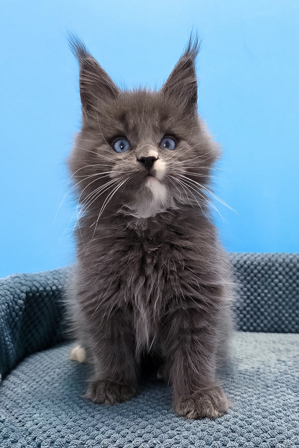 Toby | Maine Coon Kitten