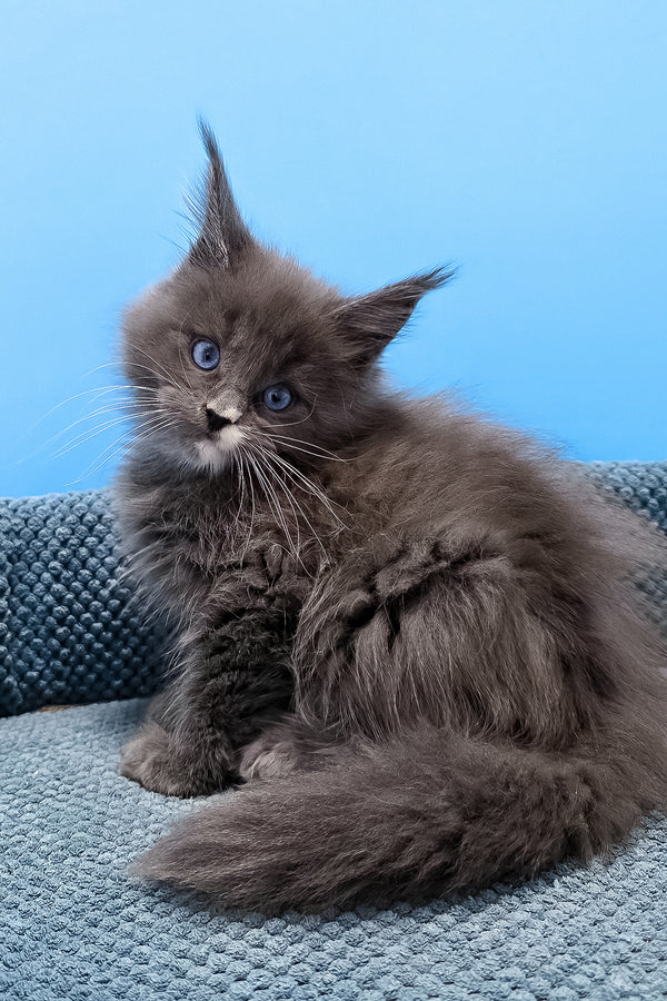 Toby | Maine Coon Kitten