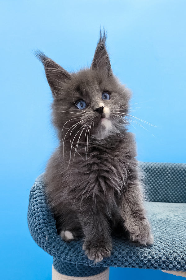 Toby | Maine Coon Kitten