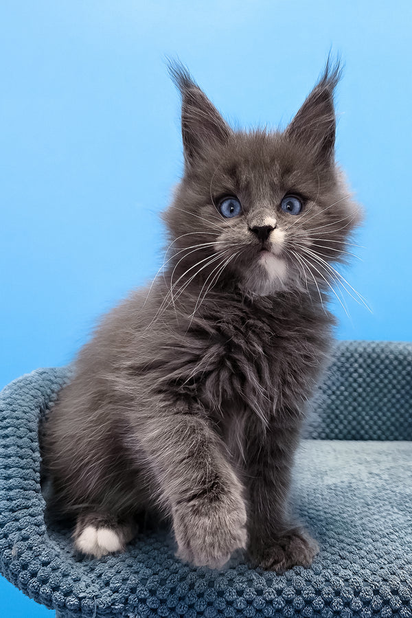 Toby | Maine Coon Kitten