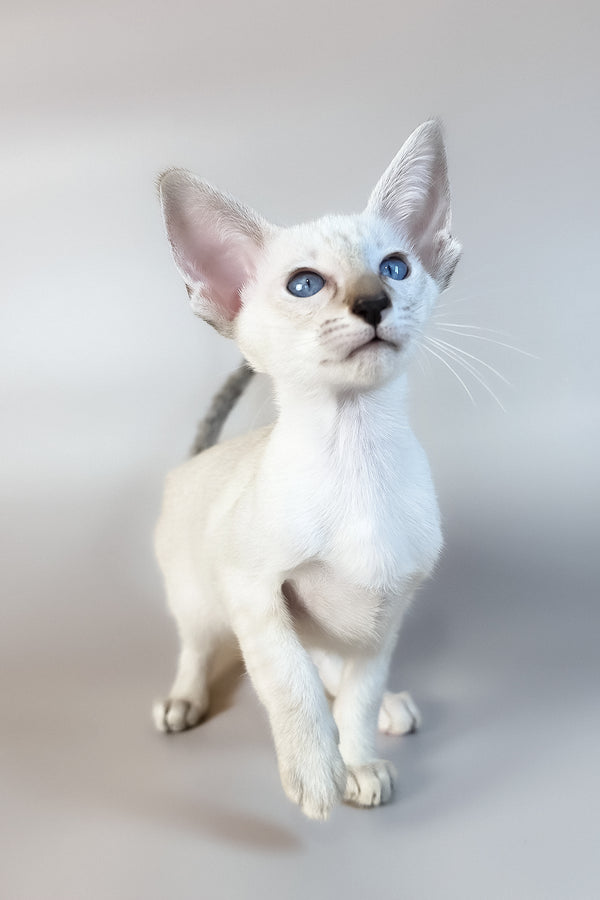 Tori | Oriental Shorthair Kitten