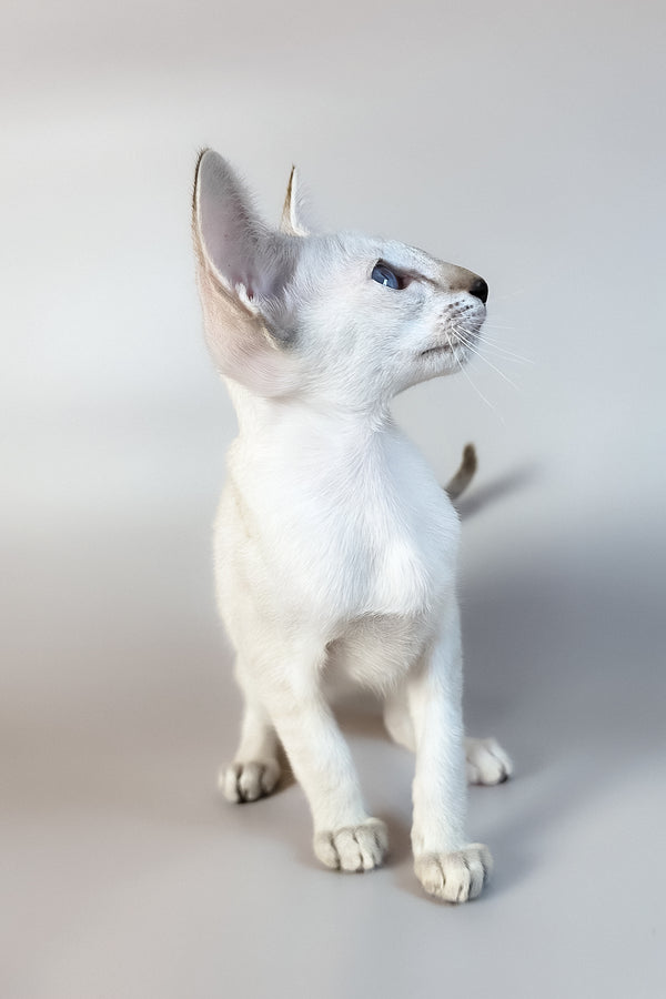 Tori | Oriental Shorthair Kitten