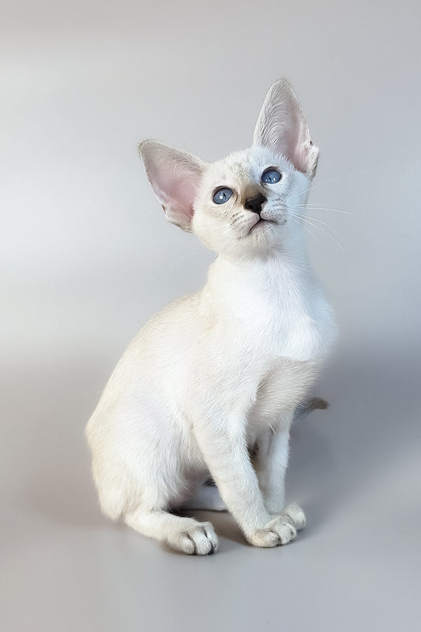 Tori | Oriental Shorthair Kitten
