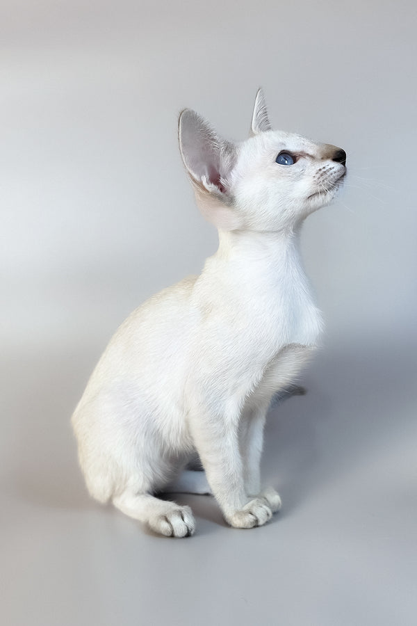 Tori | Oriental Shorthair Kitten