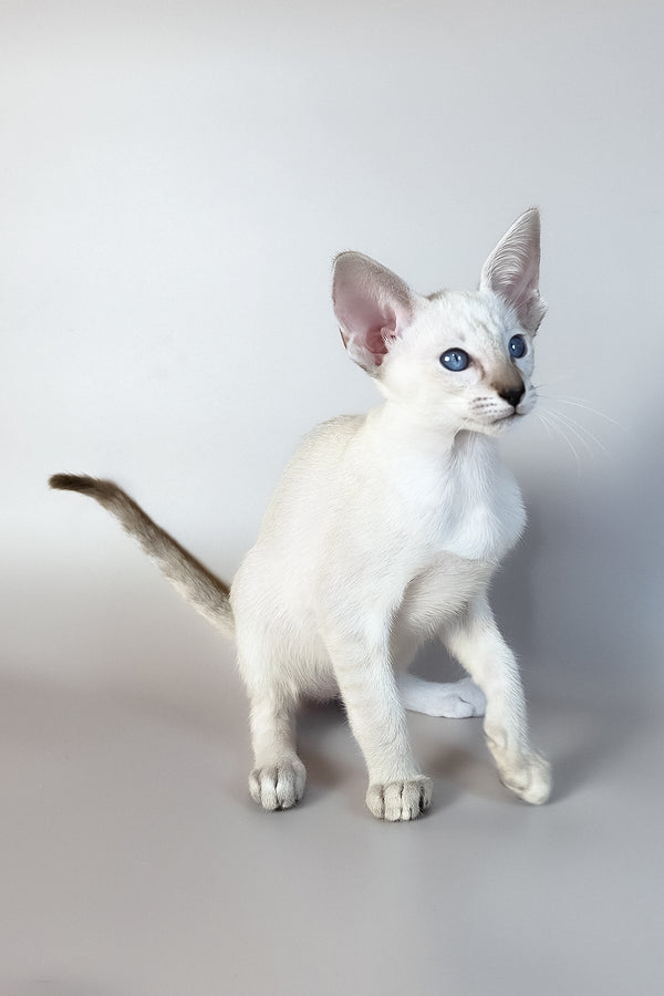 Tori | Oriental Shorthair Kitten