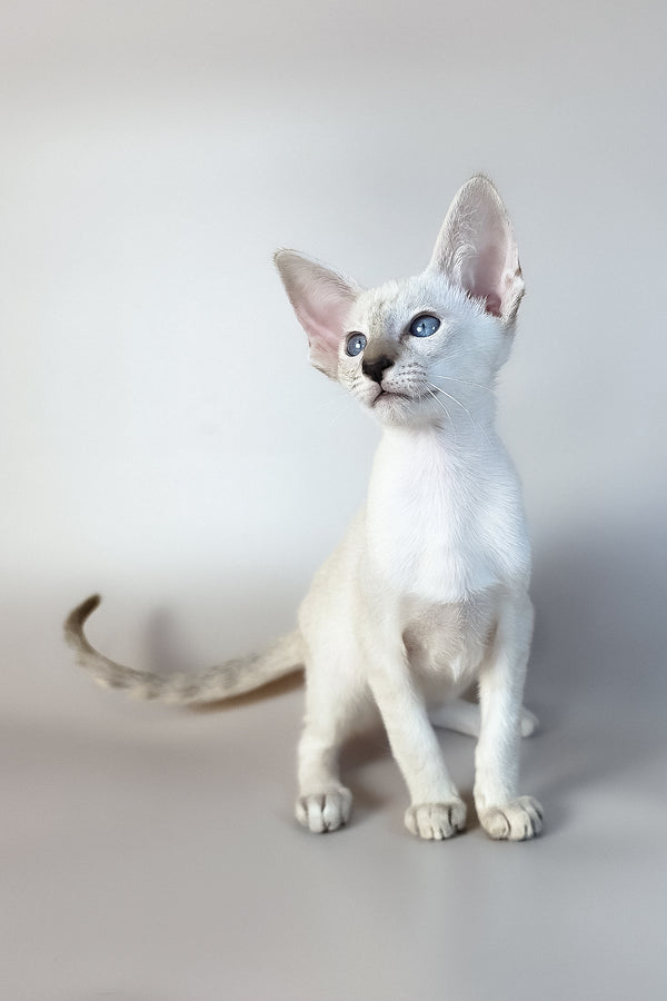 Tori | Oriental Shorthair Kitten