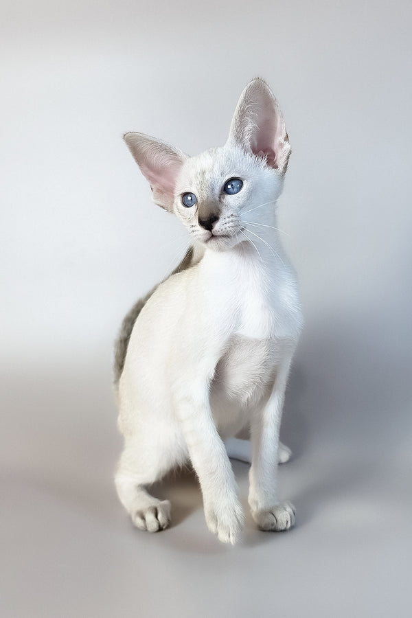 Tori | Oriental Shorthair Kitten