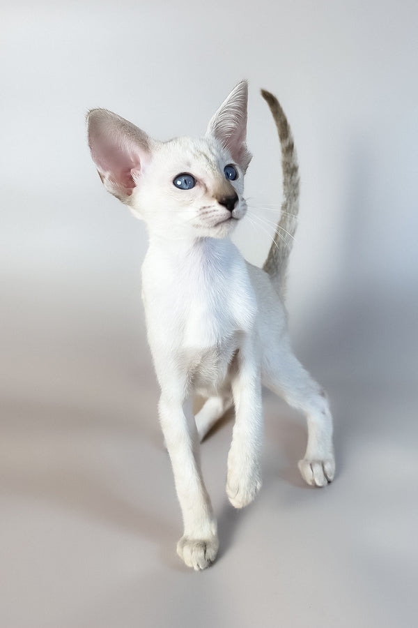 Tori | Oriental Shorthair Kitten