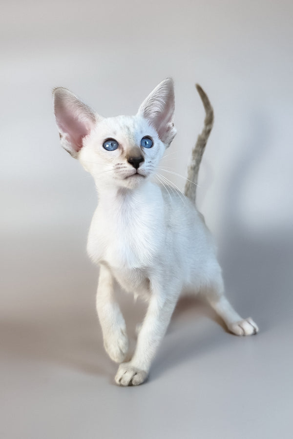 Tori | Oriental Shorthair Kitten