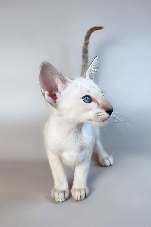 Tori | Oriental Shorthair Kitten