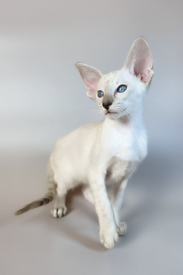 Tori | Oriental Shorthair Kitten