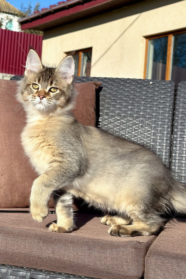 Torra | Golden Maine Coon Kitten