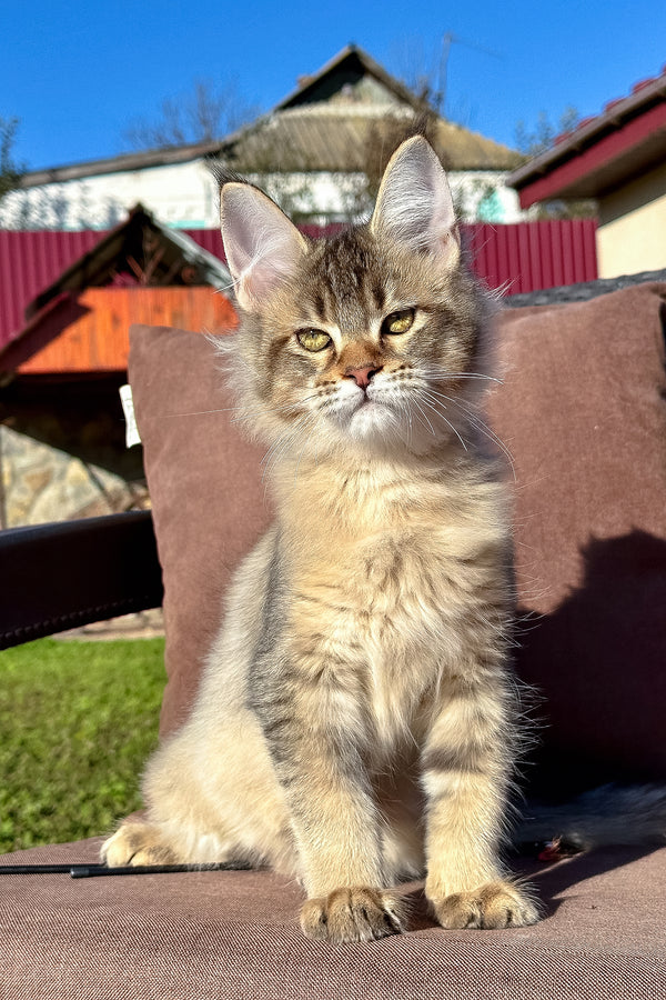 Torra | Golden Maine Coon Kitten