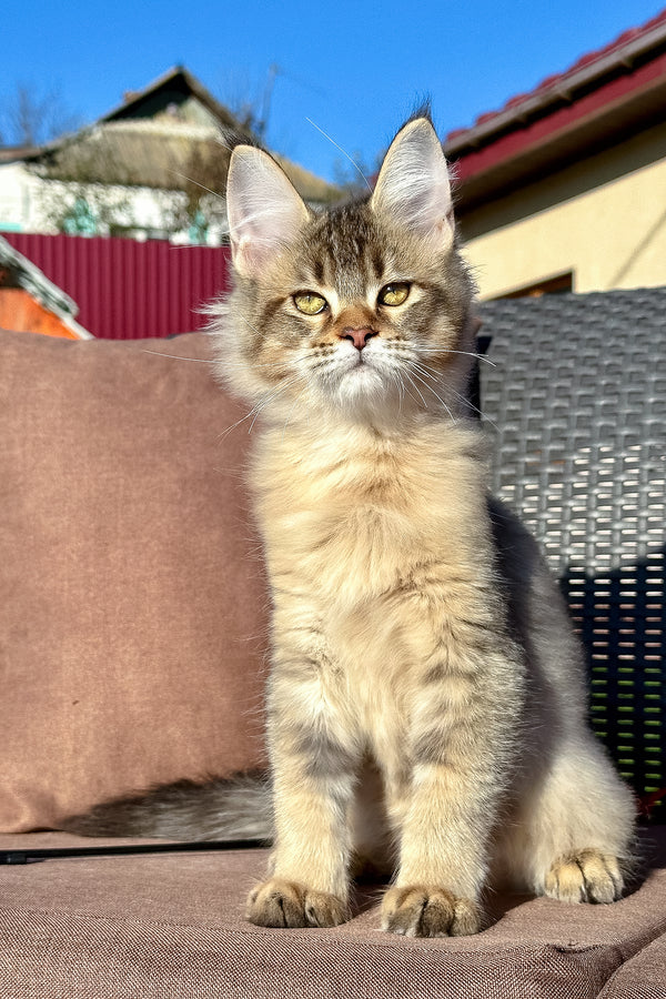Torra | Golden Maine Coon Kitten