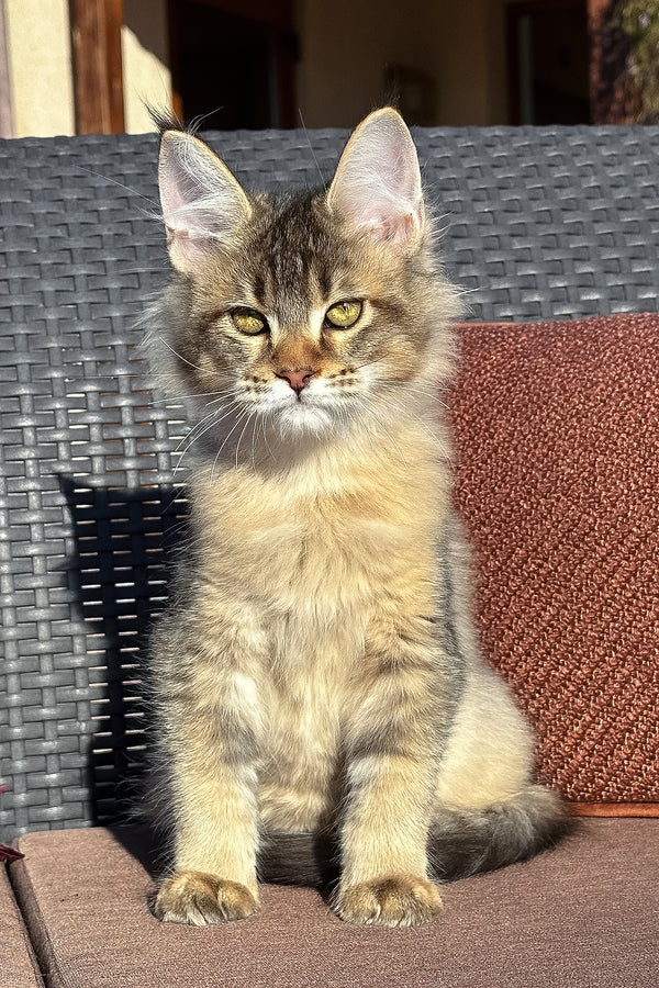Torra | Golden Maine Coon Kitten