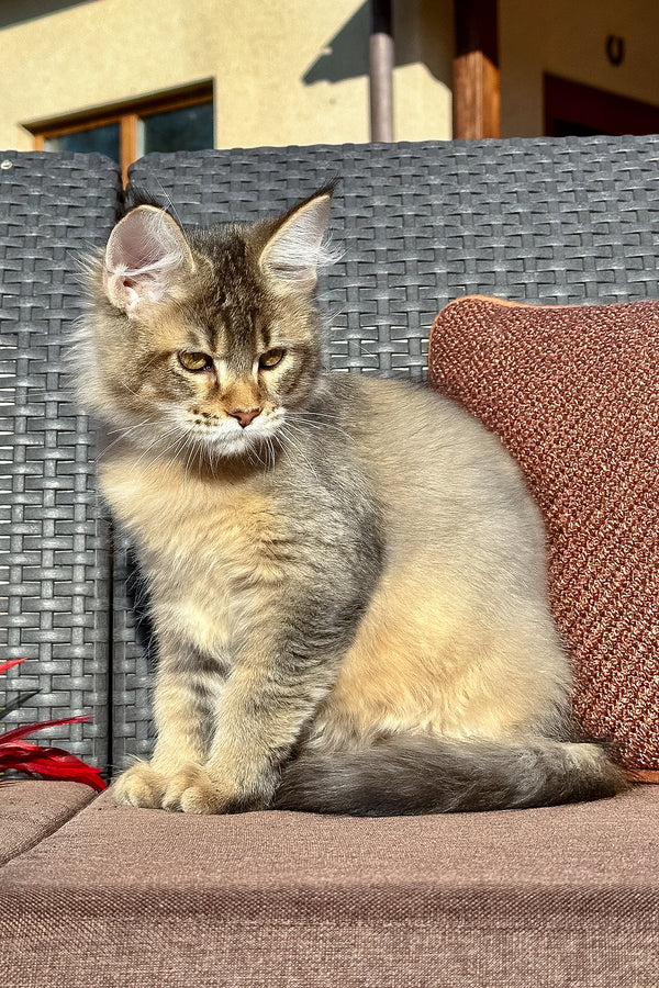 Torra | Golden Maine Coon Kitten