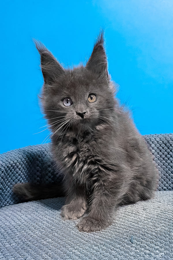 Ulana | Maine Coon Kitten