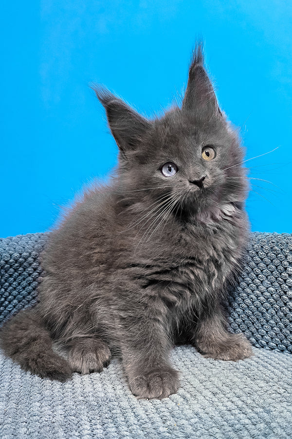 Ulana | Maine Coon Kitten