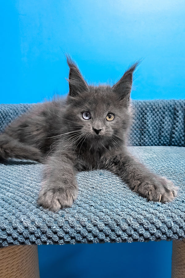 Ulana | Maine Coon Kitten