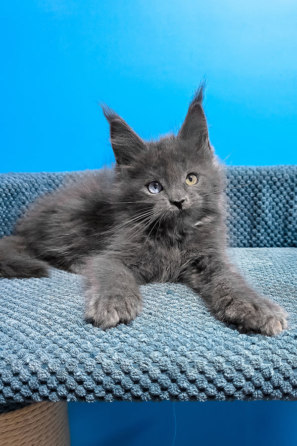 Ulana | Maine Coon Kitten