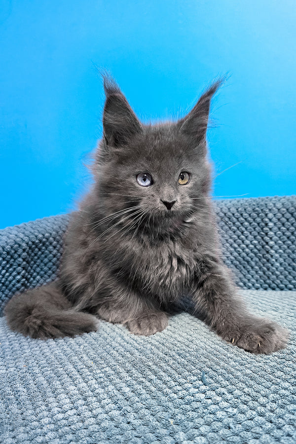 Ulana | Maine Coon Kitten