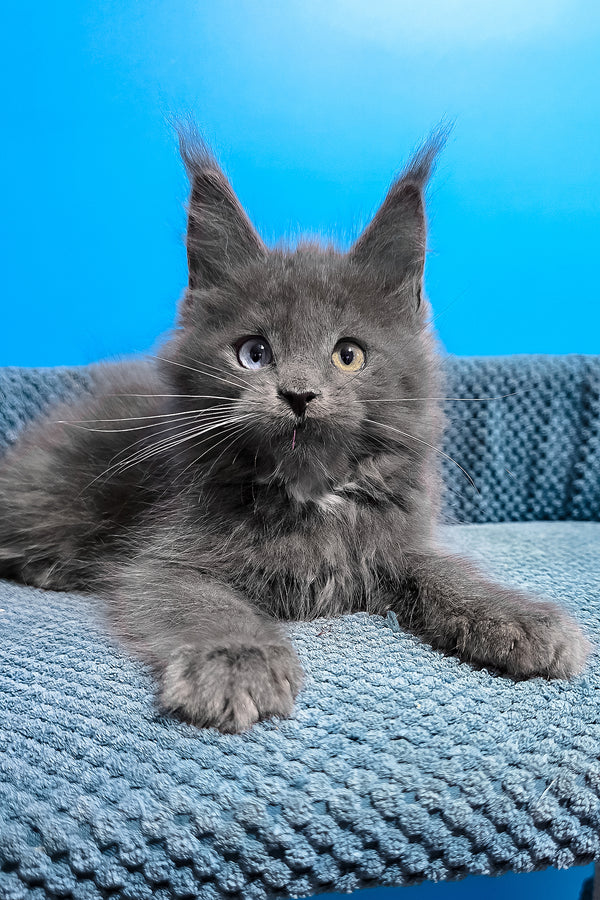 Ulana | Maine Coon Kitten