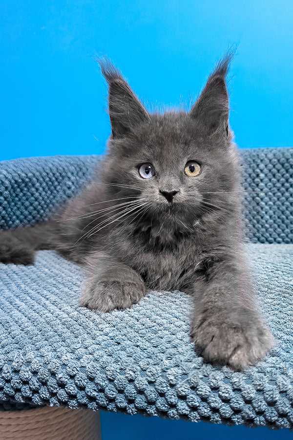 Ulana | Maine Coon Kitten