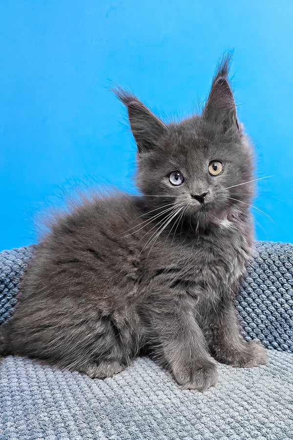 Ulana | Maine Coon Kitten