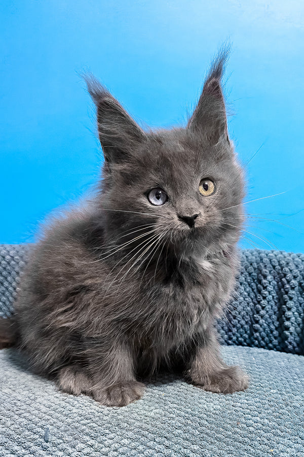 Ulana | Maine Coon Kitten