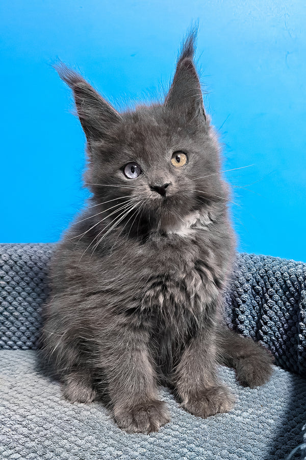 Ulana | Maine Coon Kitten