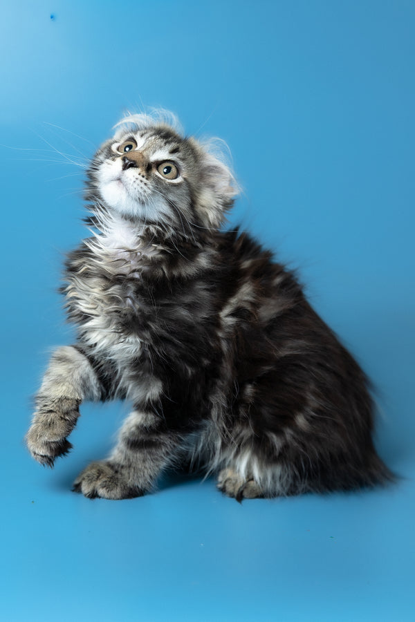 Umi | Maine Coon Kitten