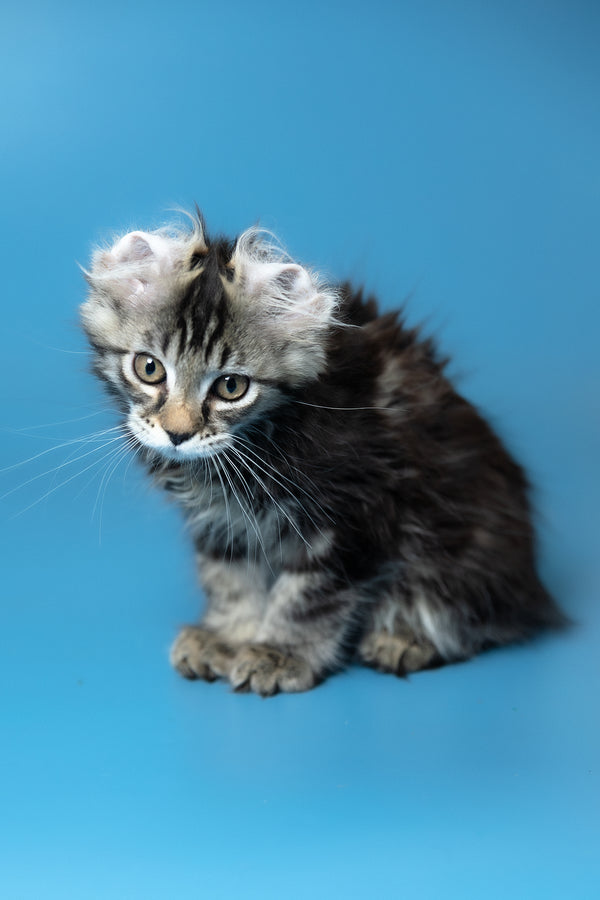 Umi | Maine Coon Kitten