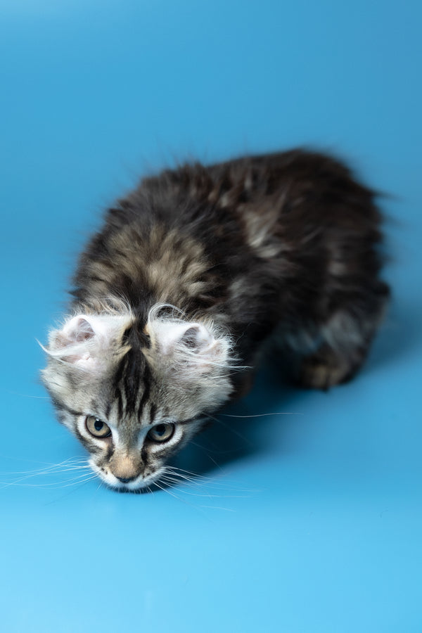Umi | Maine Coon Kitten