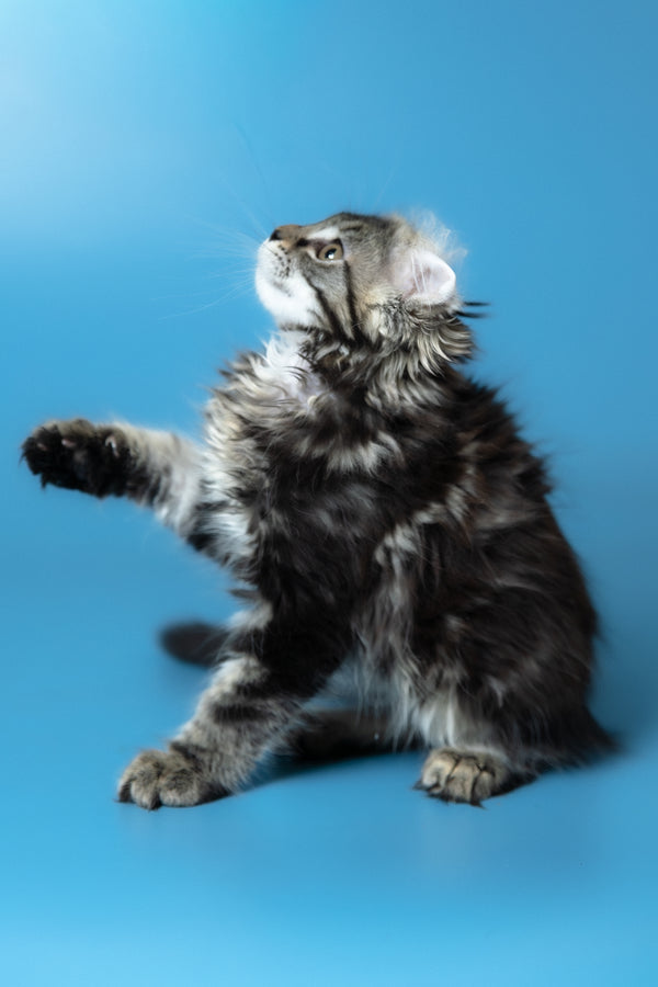 Umi | Maine Coon Kitten