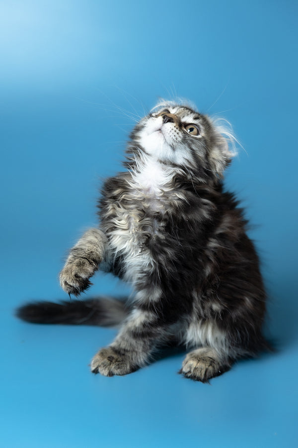 Umi | Maine Coon Kitten