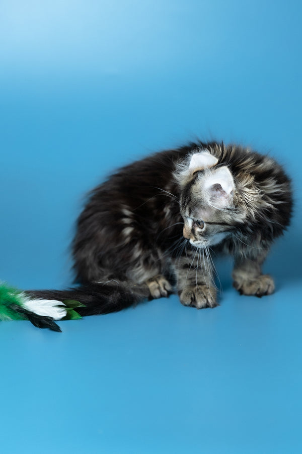 Umi | Maine Coon Kitten