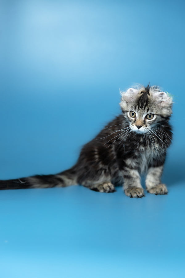 Umi | Maine Coon Kitten
