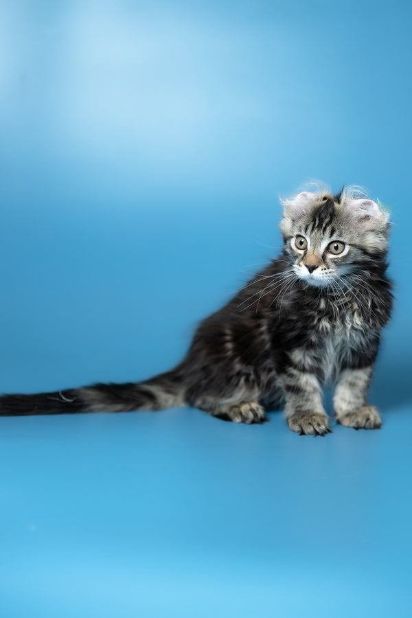 Umi | Maine Coon Kitten