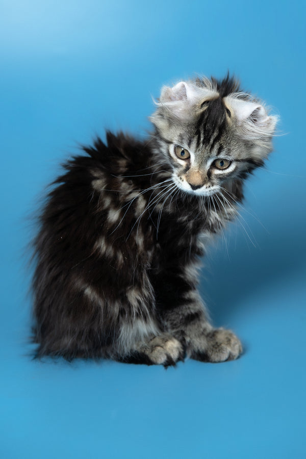 Umi | Maine Coon Kitten