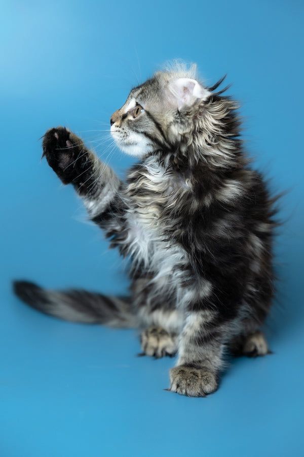 Umi | Maine Coon Kitten